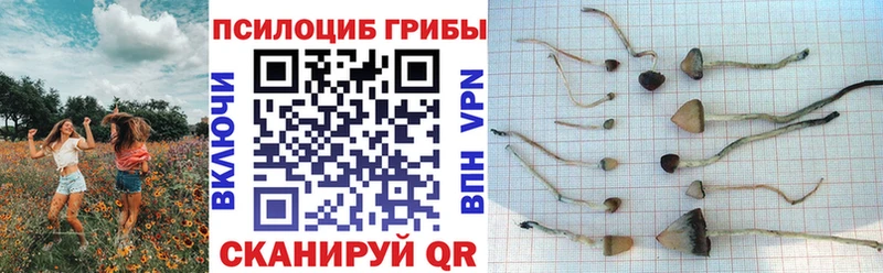 купить   Нарьян-Мар  Галлюциногенные грибы Cubensis 